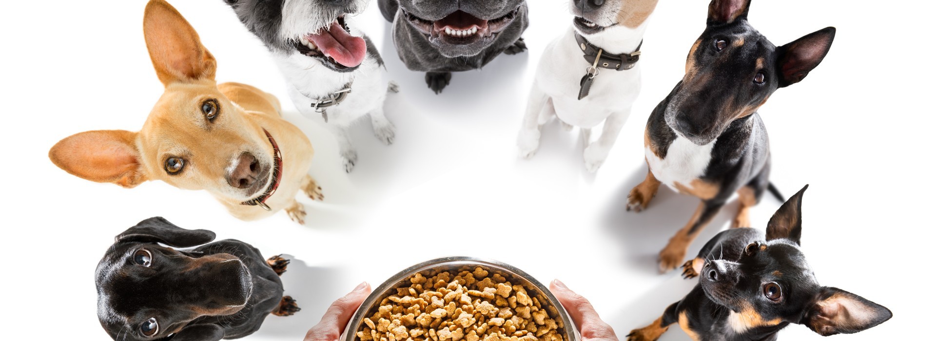 מזון רפואי לכלבים