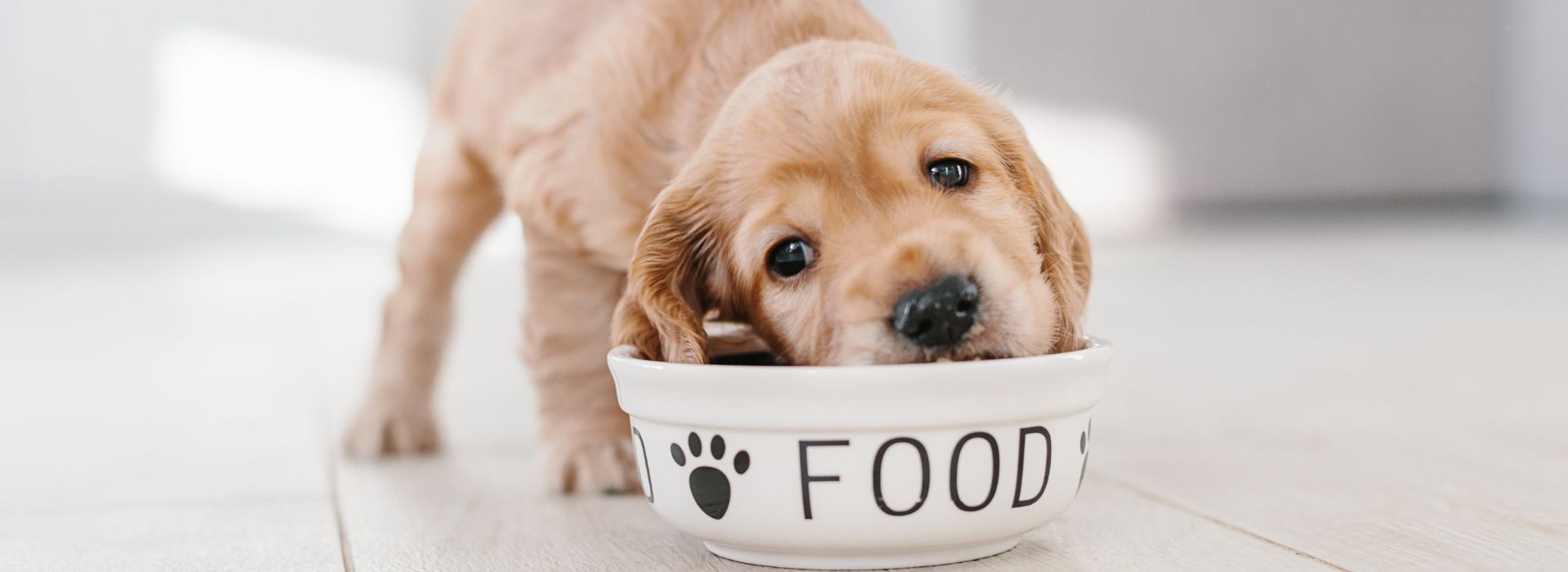 בחירת מזון לכלב