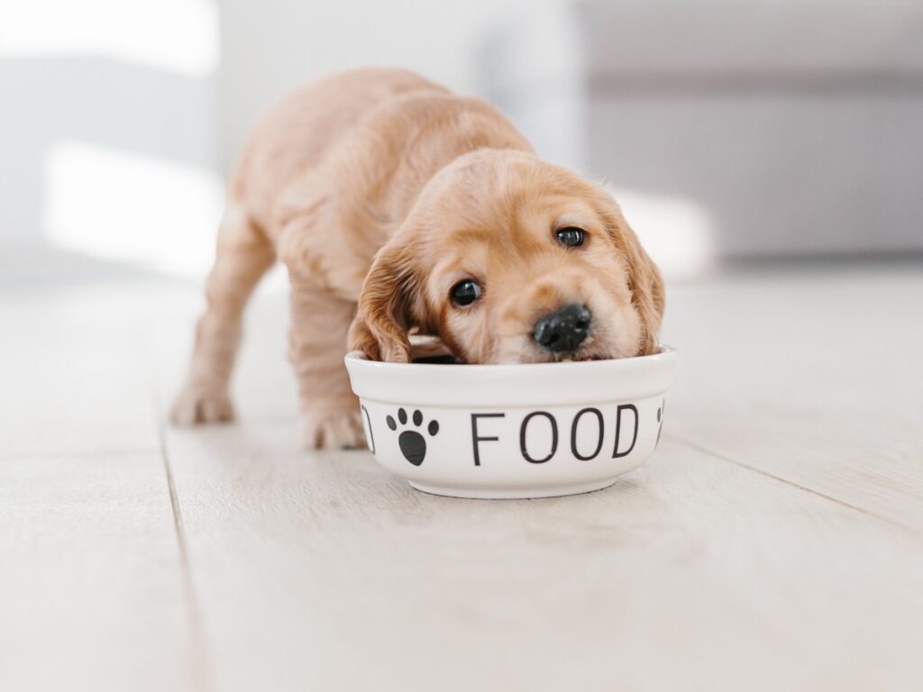 אוכל מומלץ לכלבים קטנים